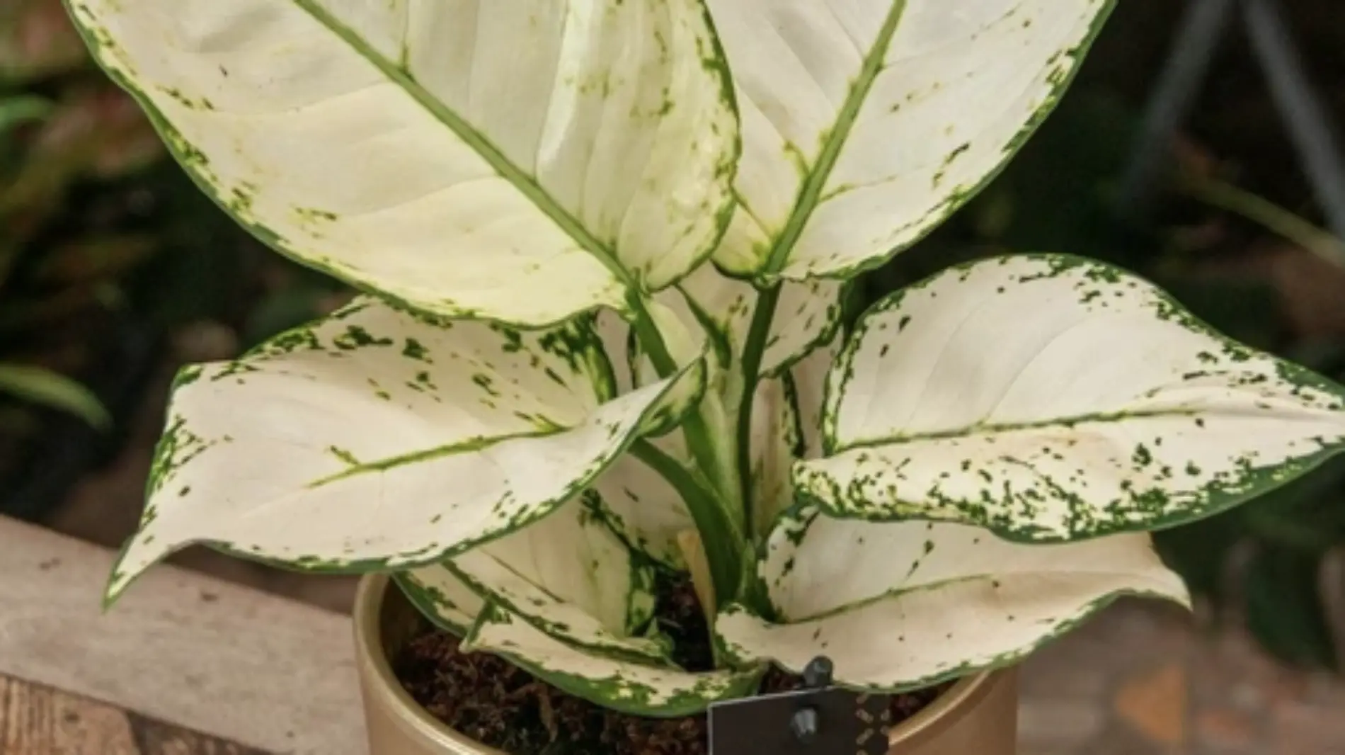 Aglaonema